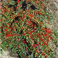 Cotoneaster praecox 'Hessei'