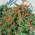 Cotoneaster praecox 'Boer'