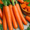 Daucus carota var. sativus 'Nantaise'