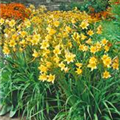 Hemerocallis 'Lemon Bells'