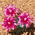 Gymnocalycium