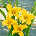 Hemerocallis 'Mikado'