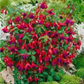 Fuchsia magellanica 'Mrs. Popple'