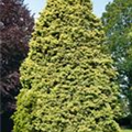 Cupressus arizonica 'Fastigiata Aurea'