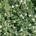 Cotoneaster procumbens 'Queen of Carpets'