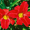 Hemerocallis 'Royal Ruby'