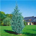 Cupressus arizonica 'Fastigiata Glauca'