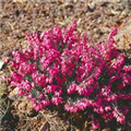 Erica carnea 'Wintersonne'