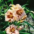 Hemerocallis 'Snowy Eyes'