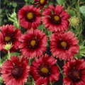 Gaillardia aristata 'Sunburst Red'®