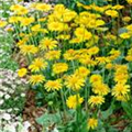 Doronicum orientale 'Leonardo Compact'