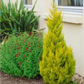 Cupressus macrocarpa 'Goldcrest'