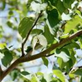 Davidia involucrata