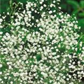 Gypsophila paniculata 'Perlenpracht'