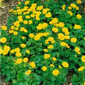 Doronicum orientale 'Little Leo'