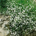 Gypsophila repens 'Alba'