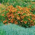 Gaillardia x grandiflora