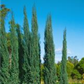 Cupressus sempervirens