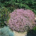 Gypsophila repens 'Rosenschleier'