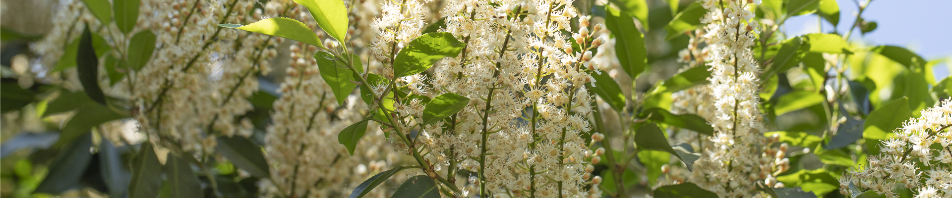 Prunus lusitanica 'Angustifolia'