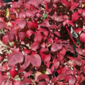 Cornus alba 'Baton Rouge'®