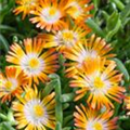 Delosperma 'Fire Spinner'®