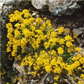 Draba aizoides