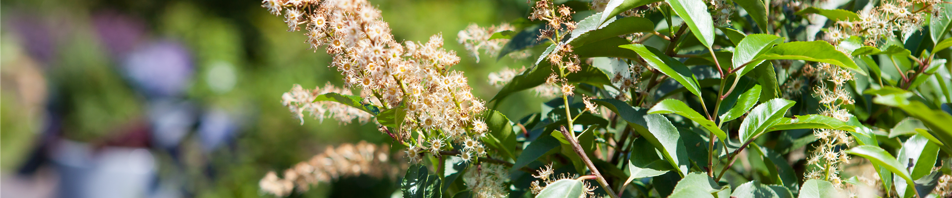 Prunus lusitanica