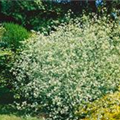 Crambe cordifolia