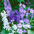 Delphinium belladonna