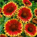 Gaillardia x grandiflora 'Dazzler'