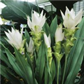 Curcuma alismatifolia 'Siam'™