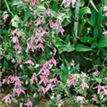 Clematis integrifolia 'Rosea'