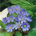 Hepatica nobilis