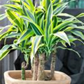 Dracaena fragrans 'Golden Coast'