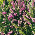 Erica darleyensis 'Erecta'