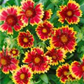 Gaillardia x grandiflora 'Kobold'