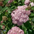 Hydrangea arborescens 'Pink Annabelle'®