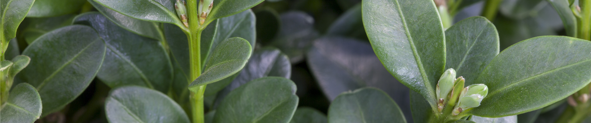 Buxus sempervirens