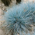 Festuca cinerea 'Uchte'