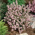 Erica darleyensis 'Winter Treasure'