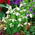 Galanthus elwesii