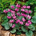 Cyclamen coum 'Roseum'