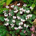 Cyclamen coum 'Album'