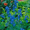 Delphinium belladonna 'Sternenhimmel'