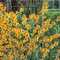 Hamamelis x intermedia 'Orange Beauty'