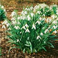 Galanthus nivalis