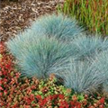 Festuca glauca 'Elijah Blue'