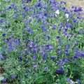 Delphinium grandiflorum 'Blauer Zwerg'