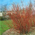 Cornus alba 'Wintersun'